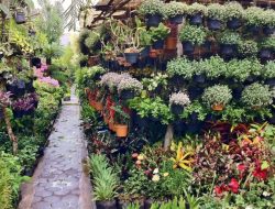 Bisnis Pedagang Bunga Bratang Surabaya Terus Berkembang