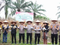 Sebuah Langkah Nyata Ketahanan Pangan: Kapolres dan Walikota Tebing Tinggi Pimpin Panen Raya Jagung