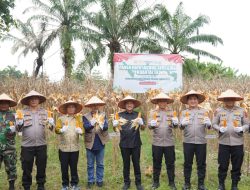 Wali Kota Tebing Tinggi dan Kapolres Ikuti Panen Raya Jagung Serentak Kuartal III Tahun 2025