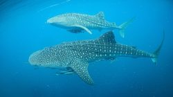 Bukan Sekadar Mampir Terungkap Alasan Hiu Paus Betah Tinggal di 2 Teluk Indonesia Ini