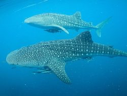 Bukan Sekadar Mampir Terungkap Alasan Hiu Paus Betah Tinggal di 2 Teluk Indonesia Ini